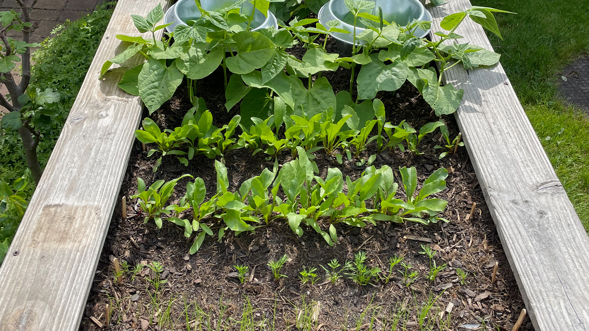 Bild eines Hochbeets mit der ersten Bepflanzung im Frühjahr mit Möhren, Rote Bete, Buschbohnen, Kohlrabi.