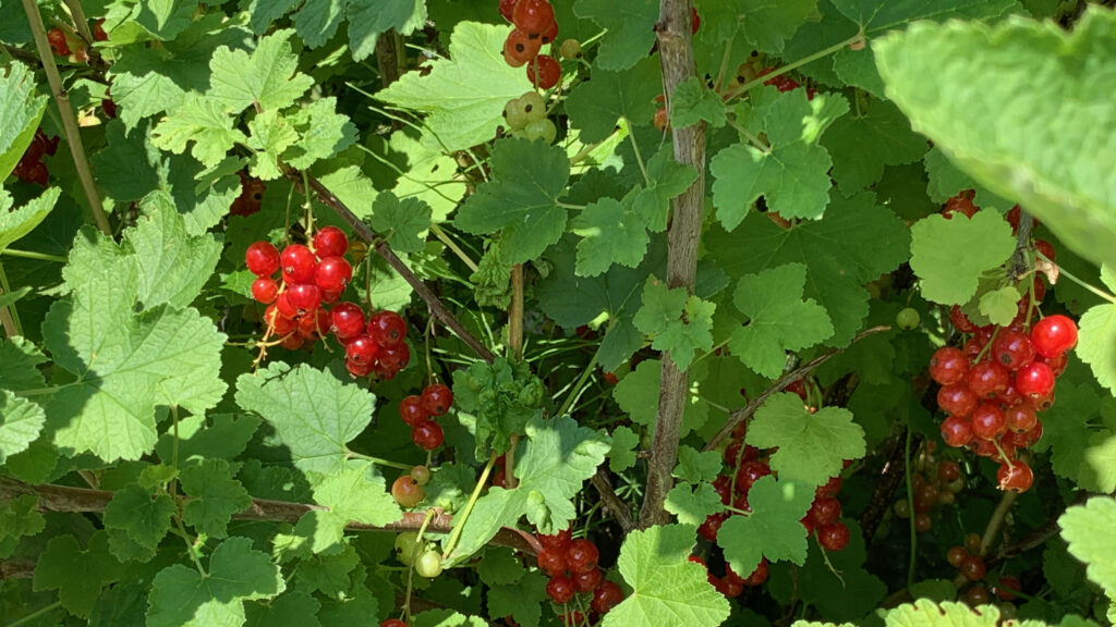 Nahaufnahme in einen Johannisbeerstrauch mit einem schönen Licht-Schatten-Spiel und einigen Rispen reifer und unreifer roter Johannisbeeren.