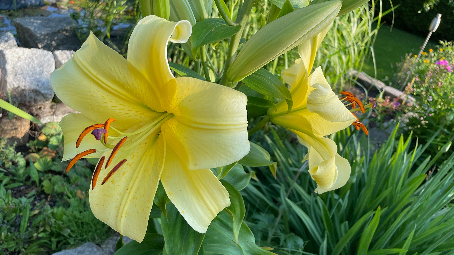 Große gelbe Lilie mit orange-braunen Stempelgefäßen vor Gartenhintergrund. 