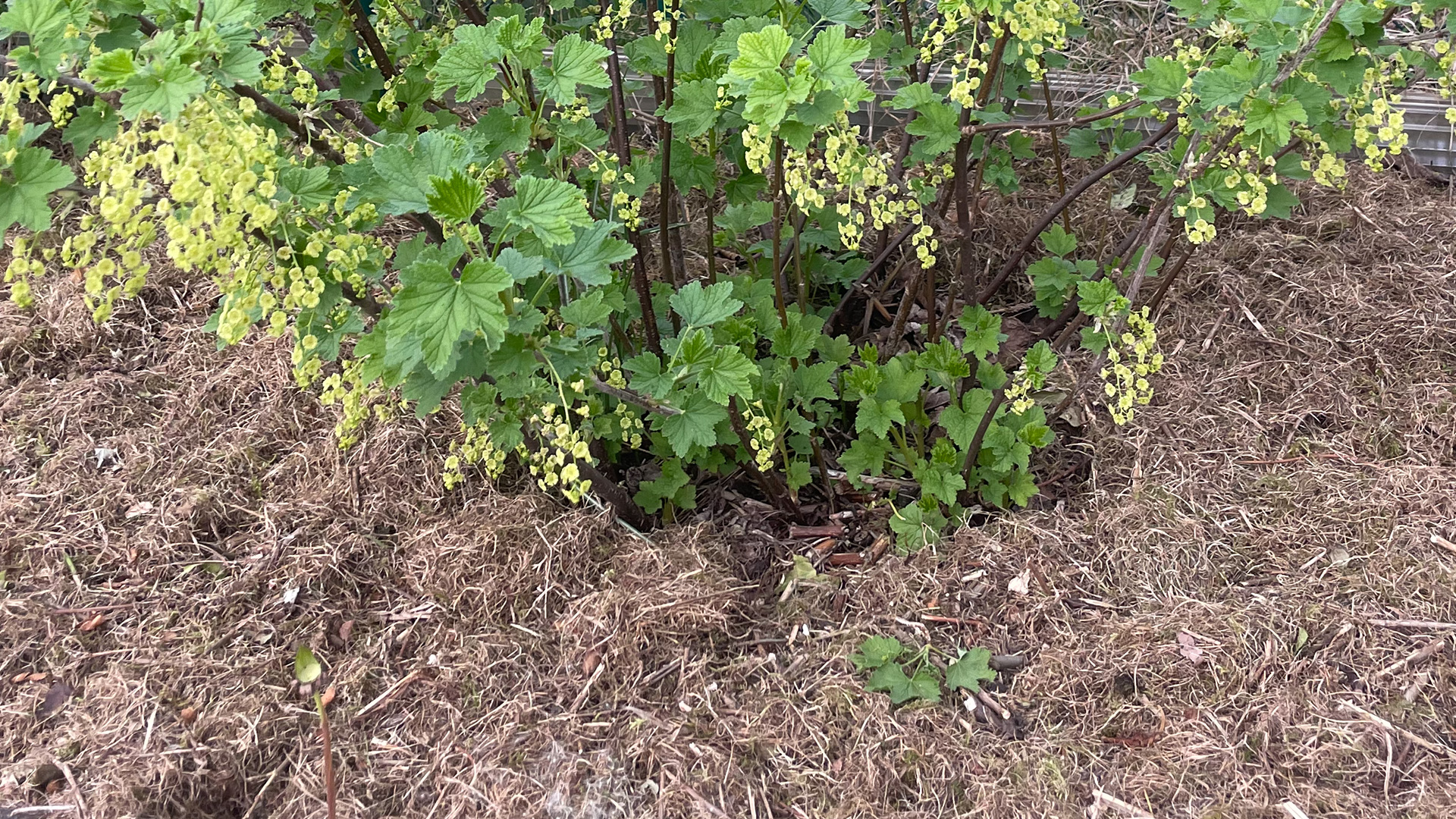 Mulch als unterläge um einen Beerenstrauch zum Bodenschutz und zur Bodenpflege sowie Schutz vor zu schneller Austrocknung. c/TimWendland