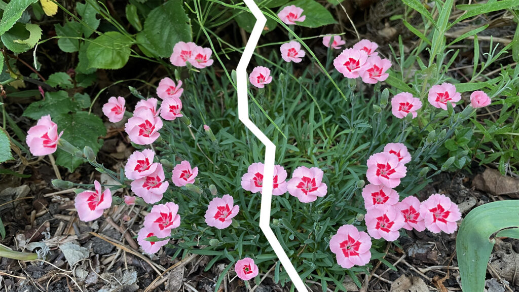 Nelken gemulcht mit Rinden- und Blatthäckseln in einem Beet im Hintergrund ein paar Rosenblätter und im Vordergrund hängt ein Tulpenblatt ins Bild. Durch das Bild geht ein stilisierter Riss, um das Teilen von Stauden anzudeuten.