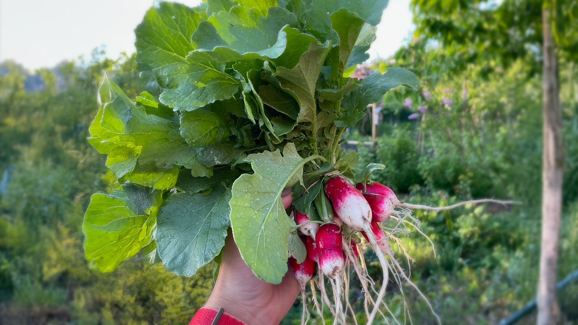 Hand hält ein Bund frisch geerntete Radieschen mit Blättern und roter Färbung oben und weiß unten vor grünem Gartenhintergrund.