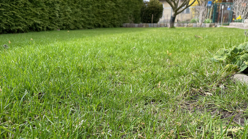 Nahaufnahme von Rasen im Hintergrund eine Hecke