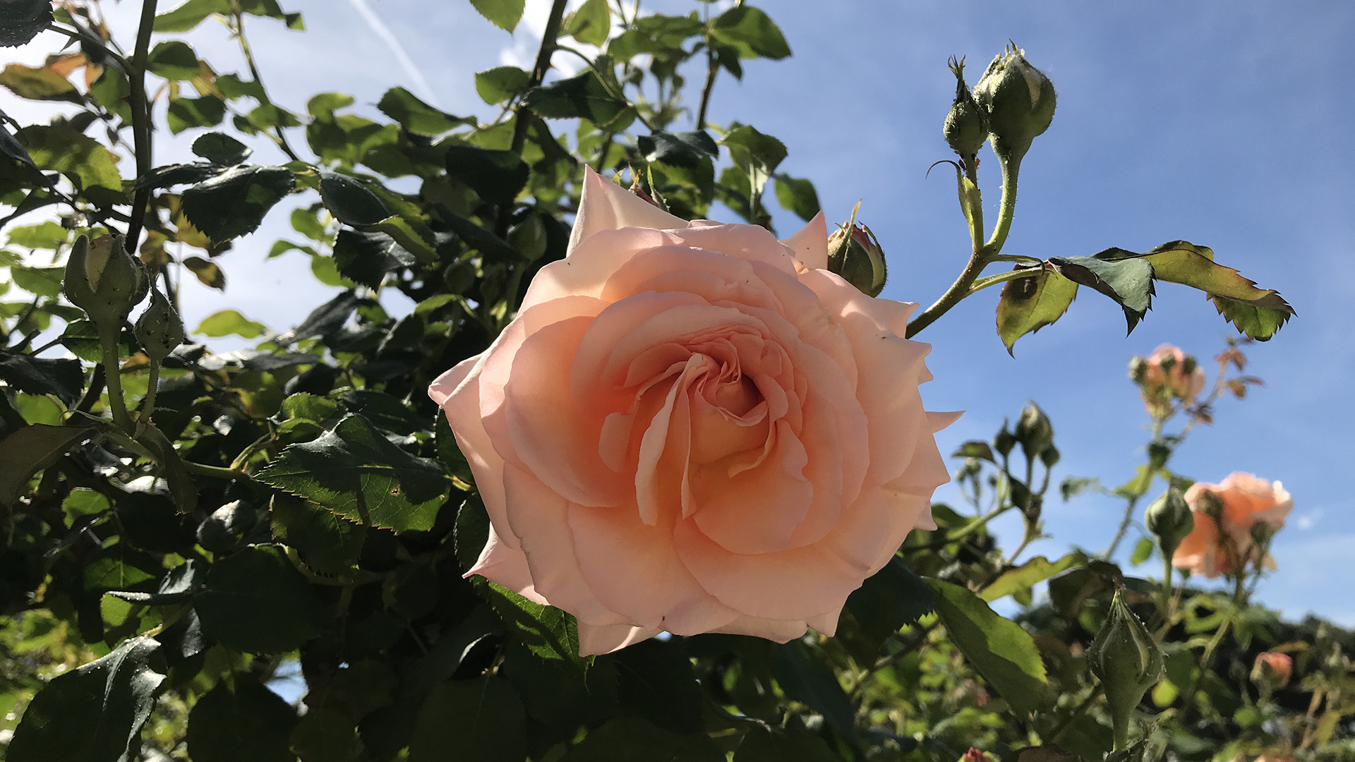 Lachsrosafarbene. halbgefüllte Rosenblüte mit Rosenlaub und Knospen vor blauem Himmel. c/TimWendland