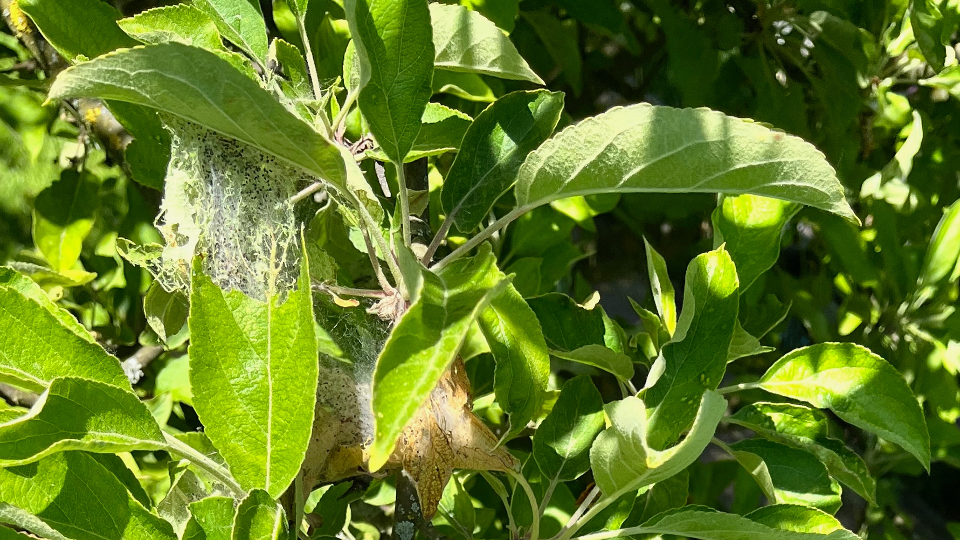 Schädlingsgespinst in einem grünen Apfelbaum mit teilweise Braunen Blättern.