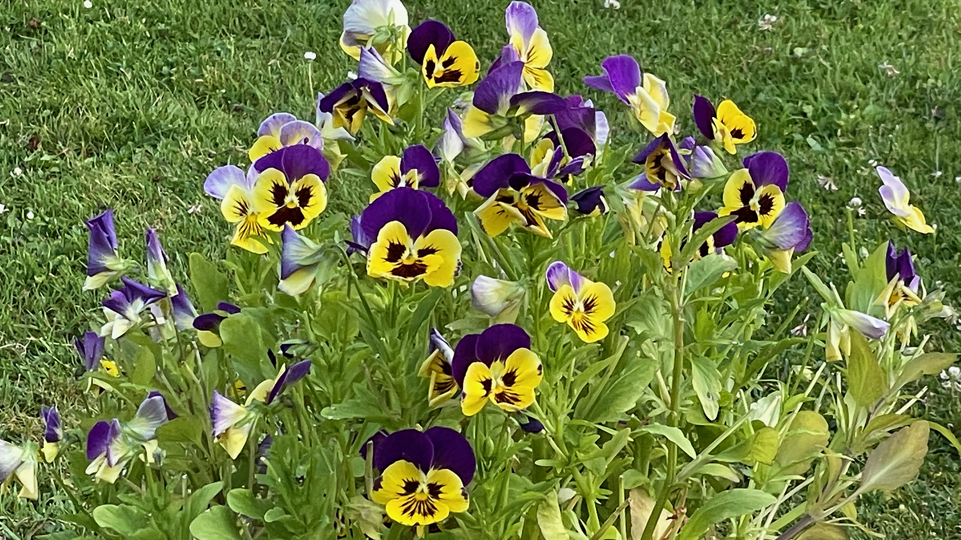 Garten-Stiefmütterchen oder Hornveilchen auf einer Wiese.