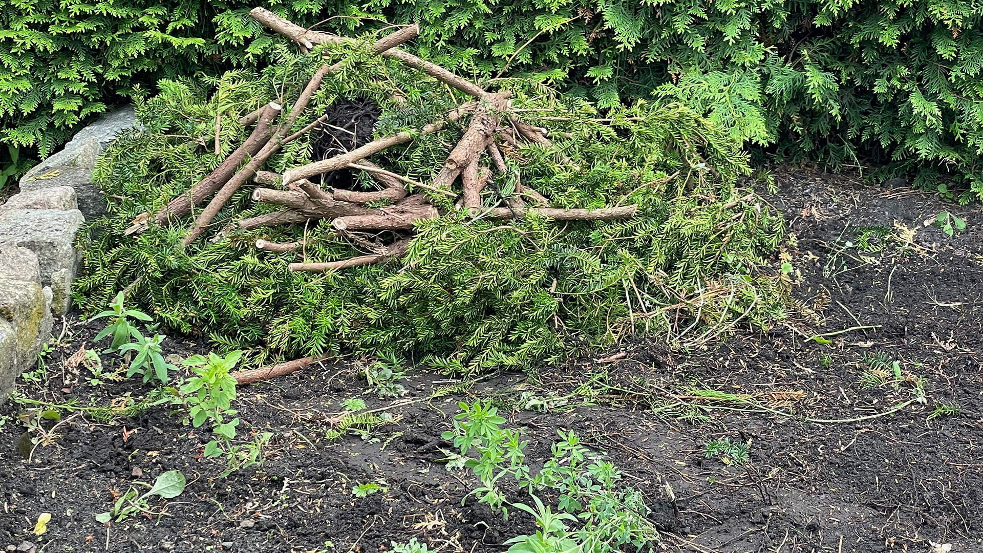 Totholzecke vor einer Hecke. c/TimWendland