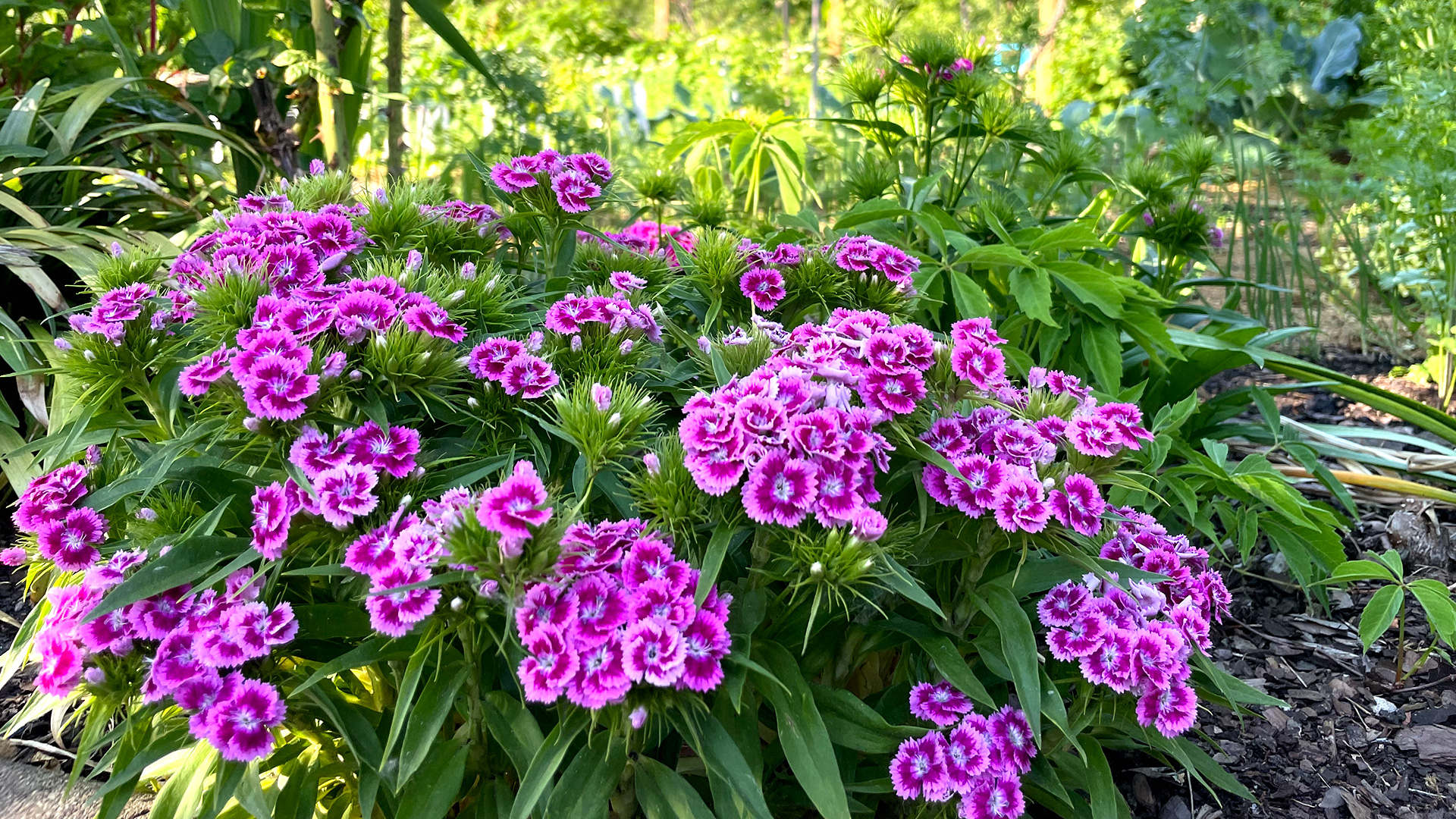 Ein Tuff rosa- und magentafarbener Grasnelken vor einer sommerlich besonnten Gartenkulisse. c/TimWendland