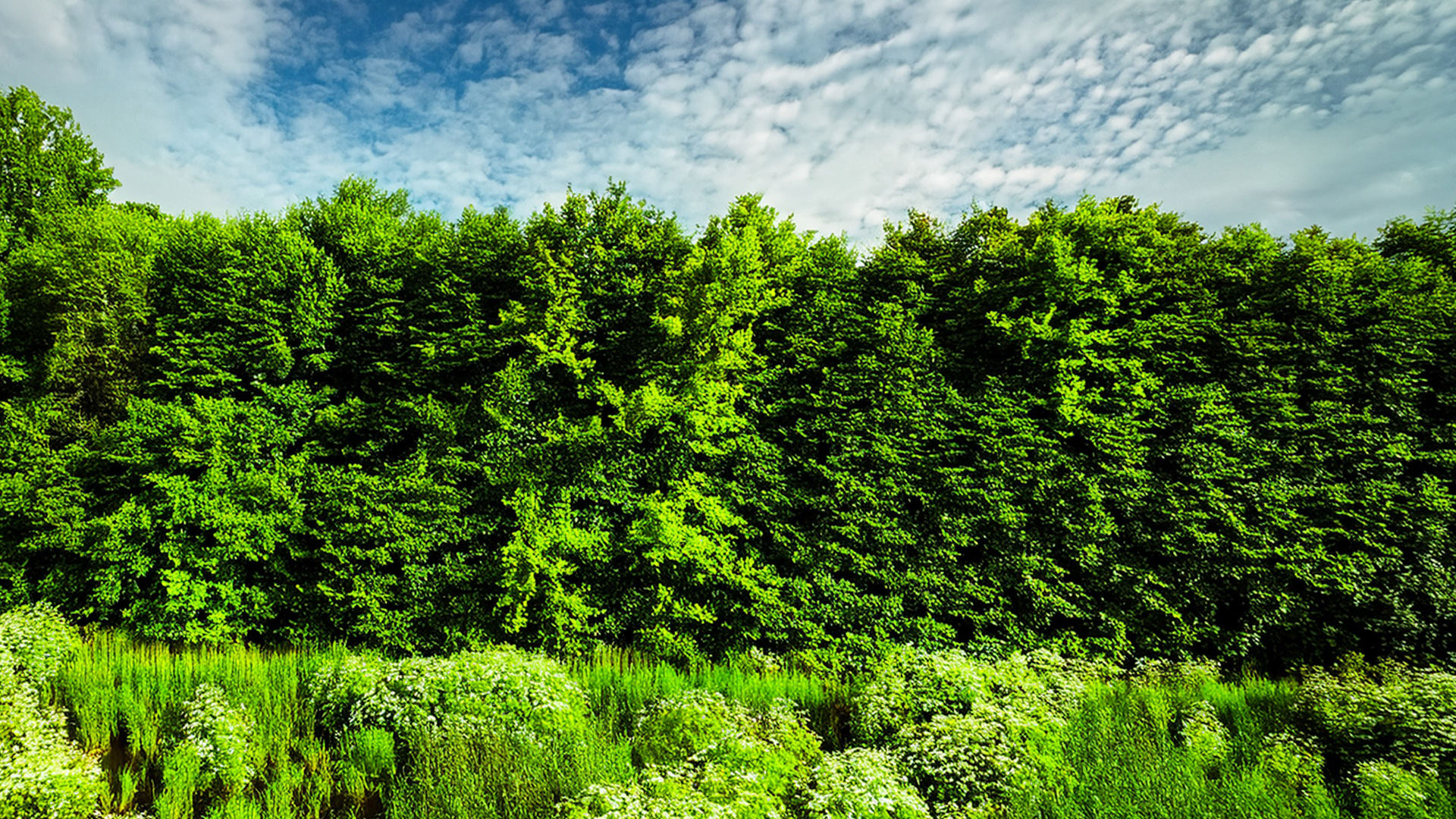 Hecke mit Wiese im Vordergrund vor leicht bewölktem blauen Himmel. c/TimWendland mit Photoshop Adobe Firefly