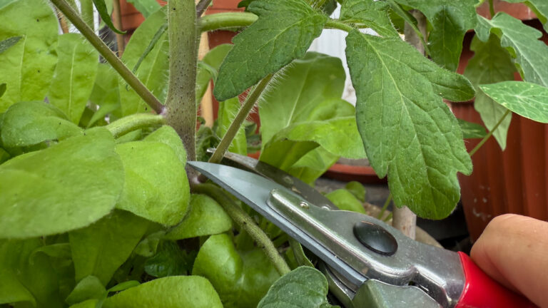 Ausreizen eines Seitentriebes einer Tomatenpflanze mit einer Schere. c/Tim wendland