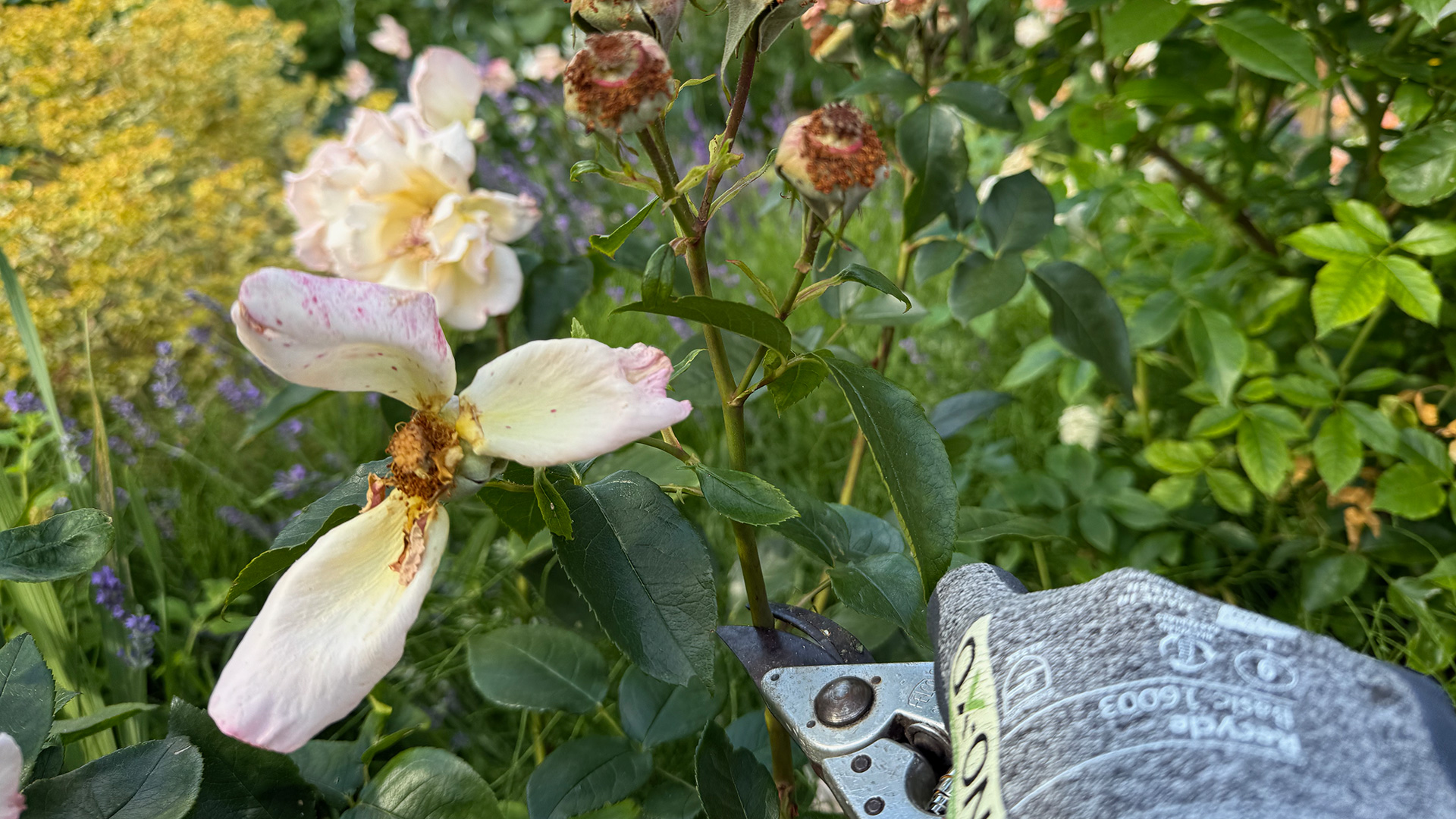 Ausputzen eines Blütenstandes einer remontierenden Rose mit einer Gartenschere über dem ersten 5-blättrigen Trieb. c/TimWendland