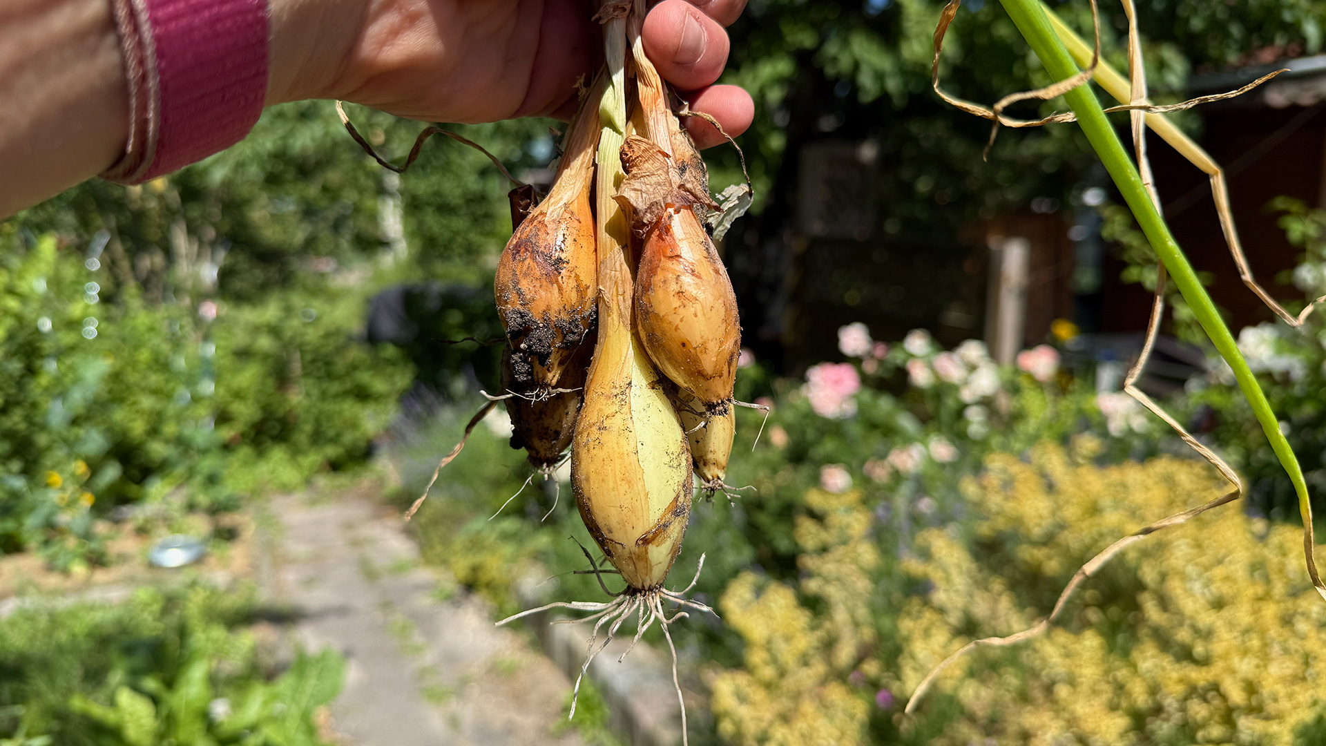 Eine Hand hält ein paar geerntete Zwiebeln vor einer leicht unscharfen Gartenkulisse in die Höhe. 