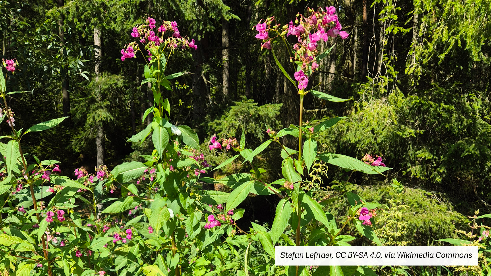 Bild eines Bestandes von Indischem oder auch Drüsigen Springkraut. _c_Stefan_Lefnaer_CC_BY-SA_4.0_via_Wikimedia_Commons