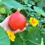 Eine Hand hält einen orange leuchtenden Hokkaidokürbis vor eine grünes Blattmeer aus Kappuzinerkresseblättern. Einige gelbe Blüten mit roten Streifen sind zu sehen.