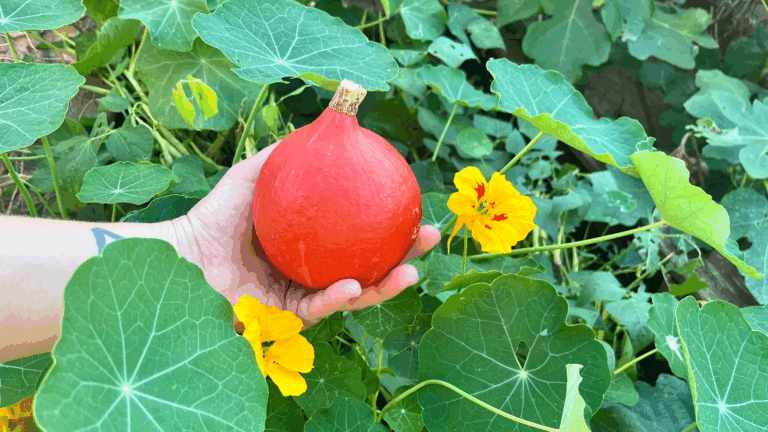 Eine Hand hält einen orange leuchtenden Hokkaidokürbis vor eine grünes Blattmeer aus Kappuzinerkresseblättern. Einige gelbe Blüten mit roten Streifen sind zu sehen.