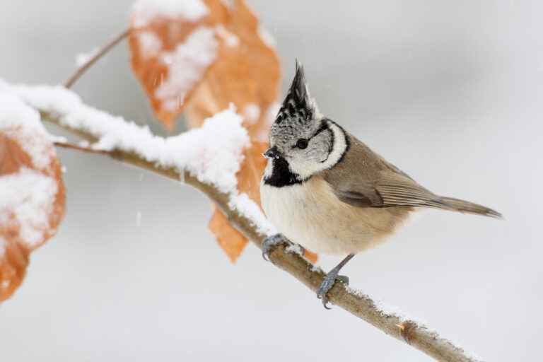 Portrait einer grau, braun, schwarz, weißen Haubenmeise, die auf einem verschneiten Ast sitzt. Foto: Frank Dreher