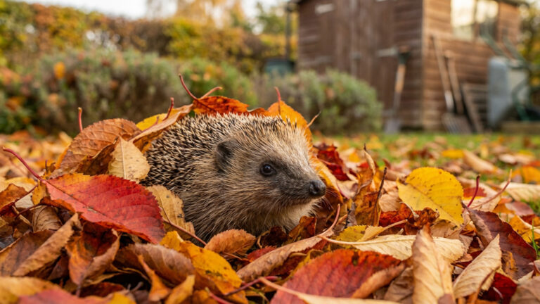 Ein Igel schaut aus einem bunten, herbstlichen Laubhaufen heraus. Im Hintergrund sind unscharf ein paar Hecken europäischer Gehölze in einer Kleingartenszenerie zu sehen. Detaillierte Beschreibung unten.