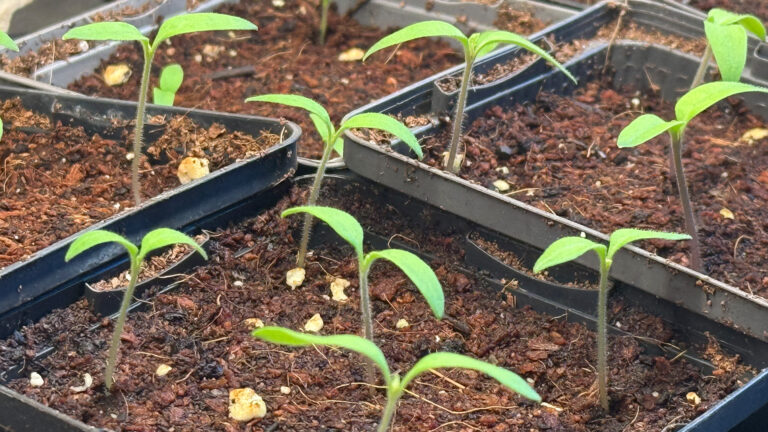 Nahaufnahme von zwei Wochen alten Tomatensämlingen in viereckigen Plastiktöpfen.