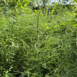 Ackerschachtelhalm (Equisetum arvense) wächst zwischen Kulturpflanzen im Beet.
