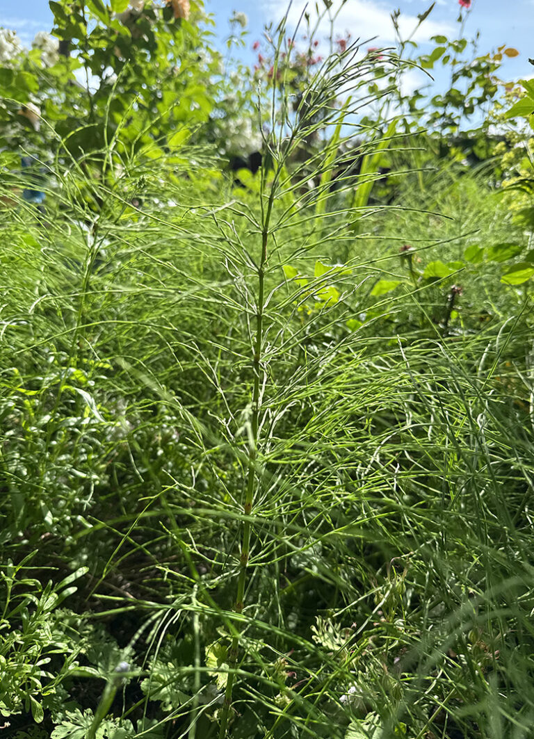 Ackerschachtelhalm (Equisetum arvense) wächst zwischen Kulturpflanzen im Beet.