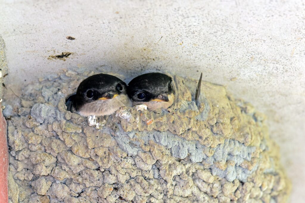 Weil Mehlschwalben – eng nebeneinander – schauen aus ihrem Nest.