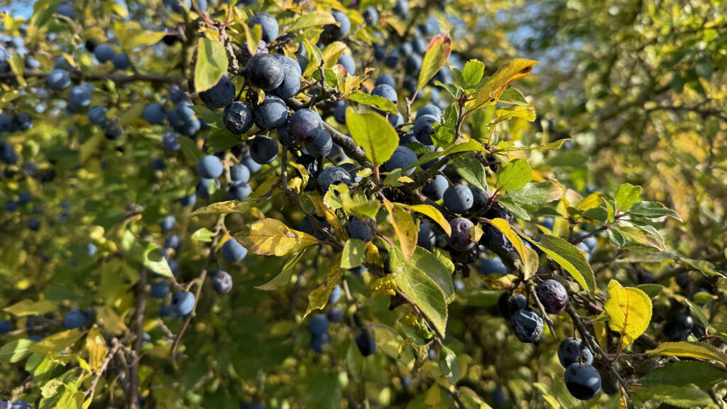 Schlehen an einem herbstlichen Schlehenbusch.
