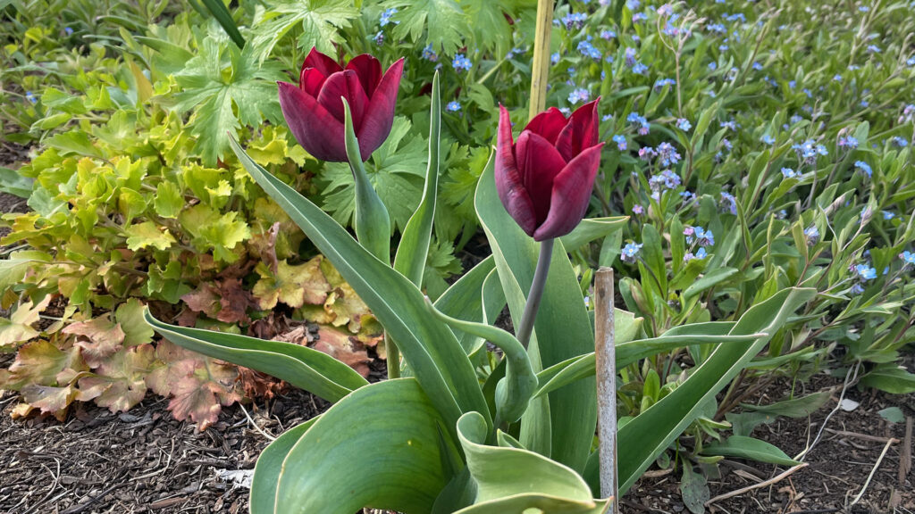 Zwei dunkelrote Tulpen in einem frühlingshaften Beet.
